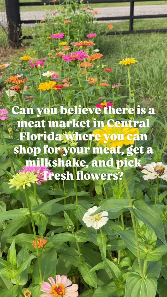 Dreams really do come true! #hmcattle #butchershop #centralflorida #upick #orlandofl