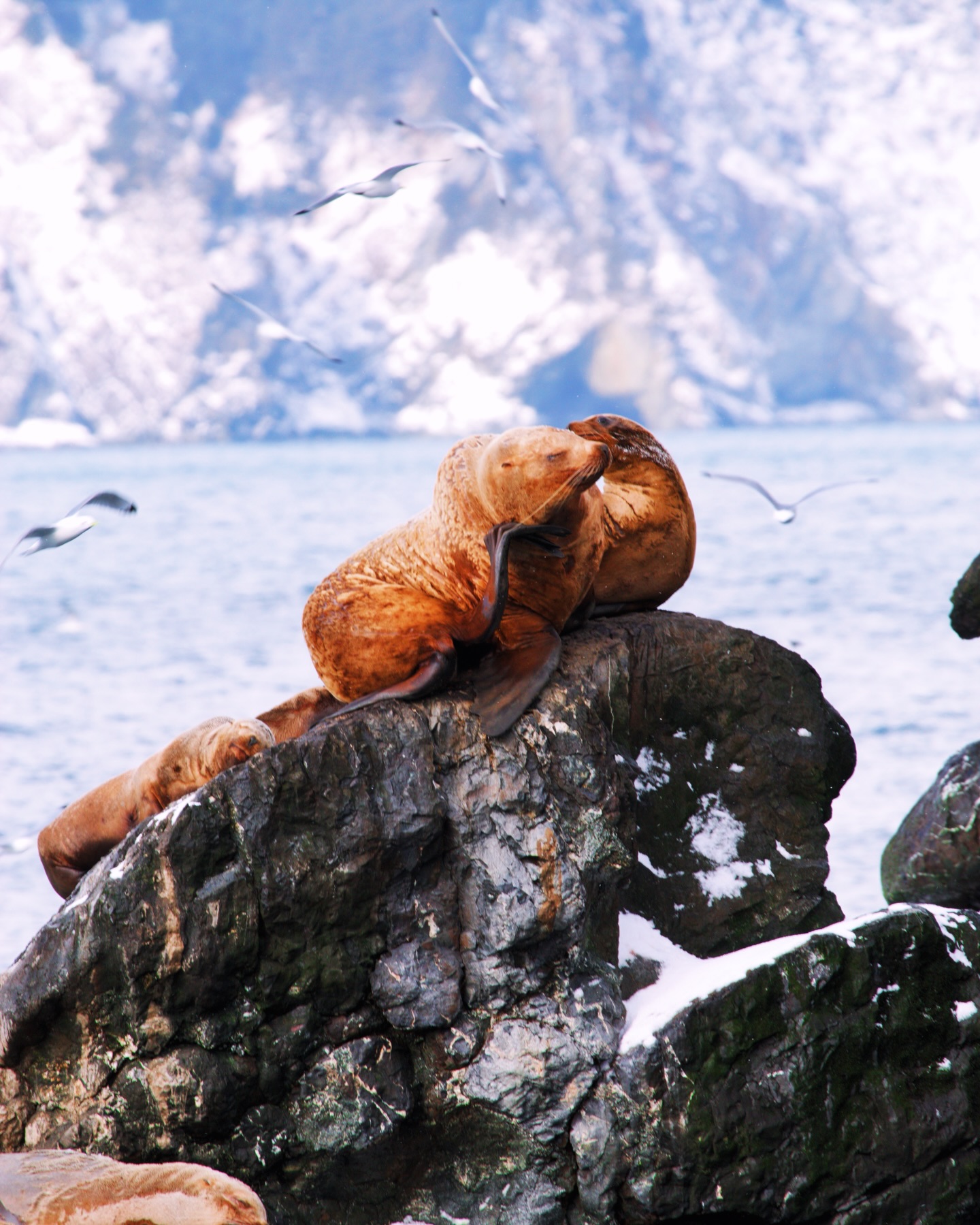 MAGICAL MARCH IN ALASKA ✨❄️☀️
Is March the best time to visit Alaska? Honestly, it might be our favorite month for adventure travel up here. It’s the ultimate sweet spot for a winter bucket list trip—the snow is deep for winter sports, but the sun has finally made its grand return.
After the dark winter months, we’re soaking up 13 hours of daylight, and the energy in the Alaska interior and coastal towns is unmatched.
If you’re planning an Alaska winter vacation, March is when the magic happens:
• Fur Rendezvous (@furrondy ): Downtown Anchorage turns into one giant celebration.
• The Iditarod Trail Sled Dog Race: Watching teams begin their 1,000-mile journey to Nome is a true bucket list moment.
• Shoulder Season Perks: Spring tours start opening, but you still get that “True North” winter experience with extra light and a major buzz.
Here’s a look at what we got up to👇
• ❄️ Pic 2: After work snowshoeing at Hatcher Pass (our favorite backyard playground).
• 🎨 Pic 3: Busting a move at the World Ice Art in Fairbanks—pure artistry!
• 🐾 Pic 4: Bucket list unlocked! First time (but definitely not the last) dog sledding with Last Frontier Mushing Co-op. (@themushingcoop)
• 🦌 Pic 5: Running from and with reindeer
• 🏁 Pic 6: Kicking off the Iditarod in Willow—GO DOGGIES GO!
• 🌊 Pics 7–9: A wild Resurrection Bay cruise in Seward—sleepy sea lions, otters in the snow, and full-on boat blizzards. (@majormarinetours
• 🤯 Pic 10: The most “in Alaska” thing we saw all month… you’ll just have to watch it
March, you really showed off 💙
#AlaskaTravel #VisitAlaska #WinterBucketList #ExploreAlaska #Iditarod